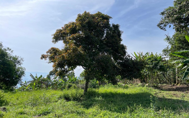 Lote suburbano residencial en Támesis Antioquia