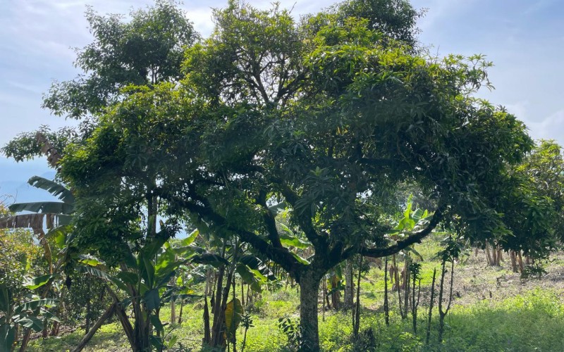 Lote suburbano residencial en Támesis Antioquia
