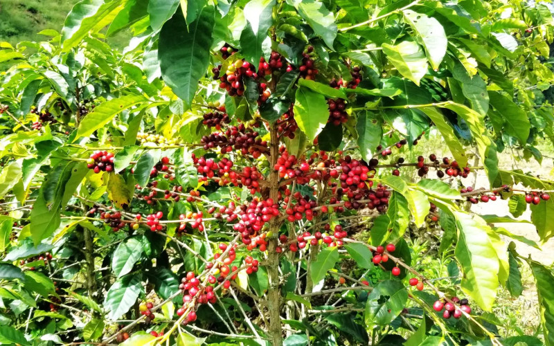 Traditional Specialty Coffee & Agri-Tourism Estate in Fredonia