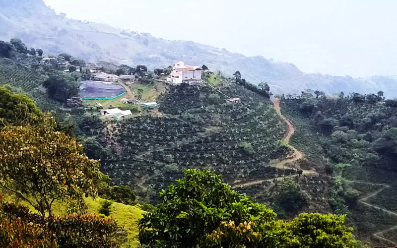 Traditional Specialty Coffee & Agri-Tourism Estate in Fredonia