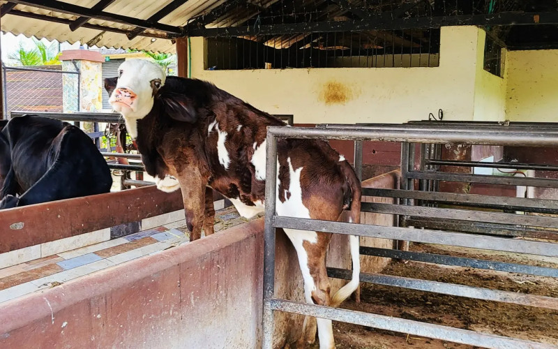 Traditional Specialty Coffee & Agri-Tourism Estate in Fredonia