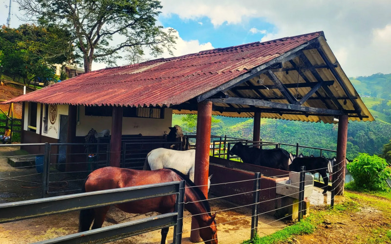 Traditional Specialty Coffee & Agri-Tourism Estate in Fredonia