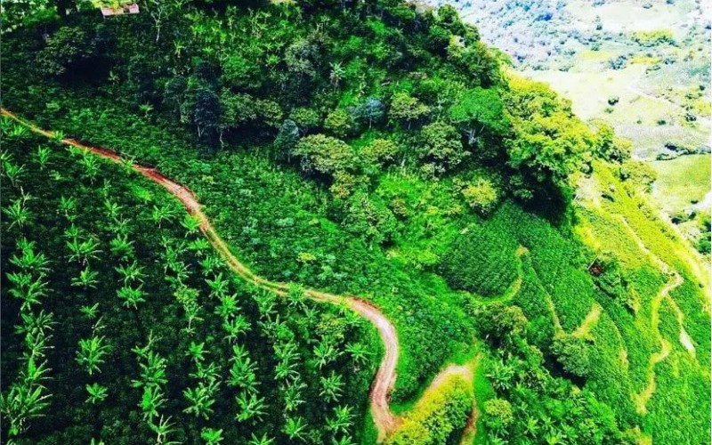 Traditional Specialty Coffee & Agri-Tourism Estate in Fredonia