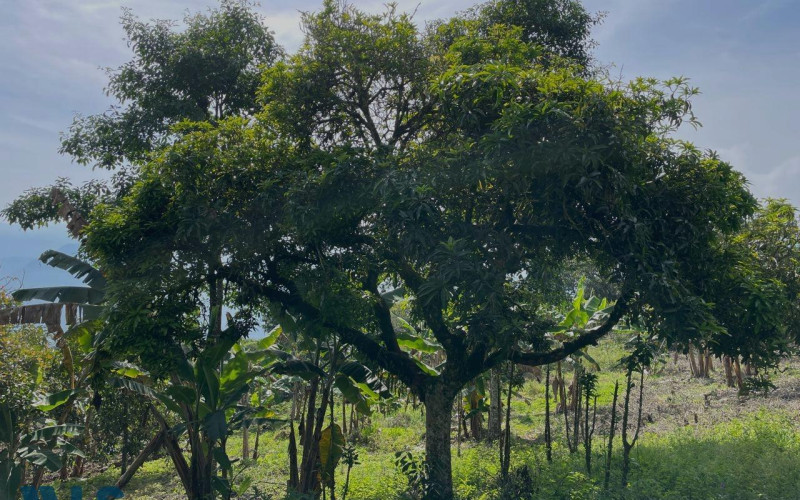 Lote Residencial en Támesis en Rural