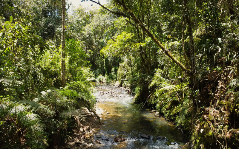 Private Forest Sanctuary in Escobero