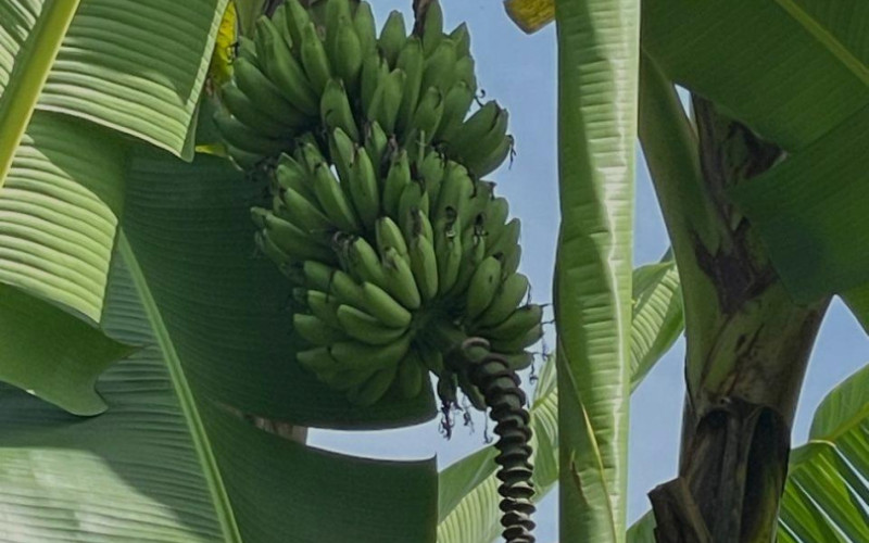 Lote Residencial en Guatapé en El roble