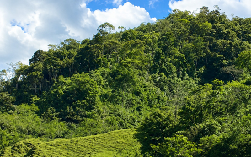 52 Acres (21 Hectares) San Carlos, Antioquia. Near Lakes & 2026 Paved Road.