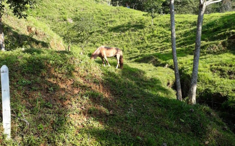 52 Acres (21 Hectares) San Carlos, Antioquia. Near Lakes & 2026 Paved Road.