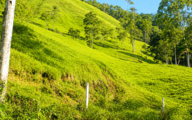 52 Acres (21 Hectares) San Carlos, Antioquia. Near Lakes & 2026 Paved Road.
