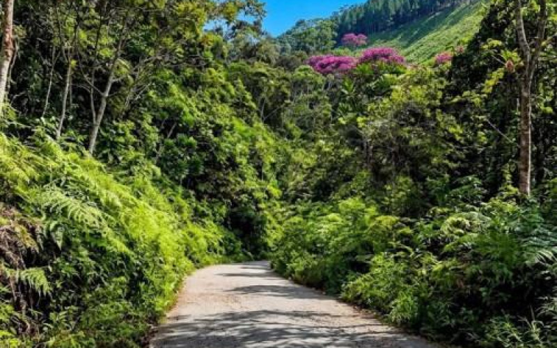 52 Acres (21 Hectares) San Carlos, Antioquia. Near Lakes & 2026 Paved Road.