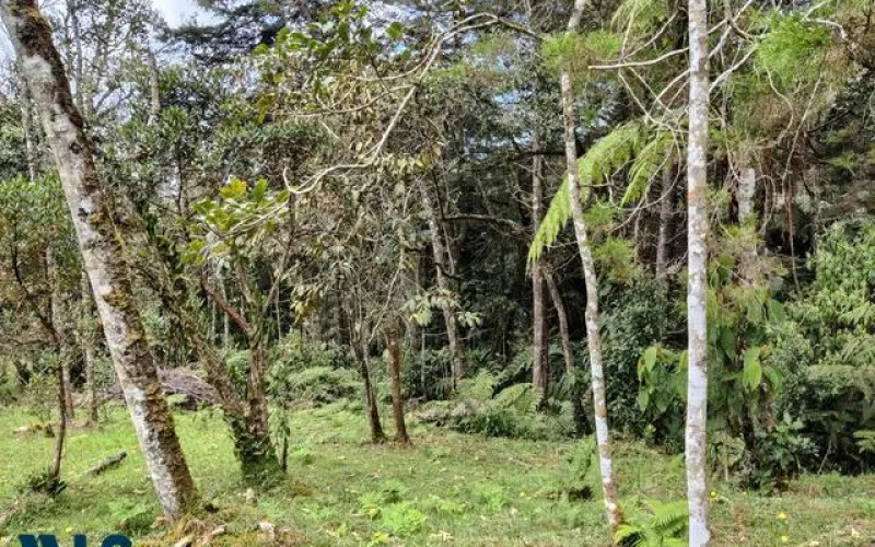 Lote Residencial en Envigado en Alto de las Palmas