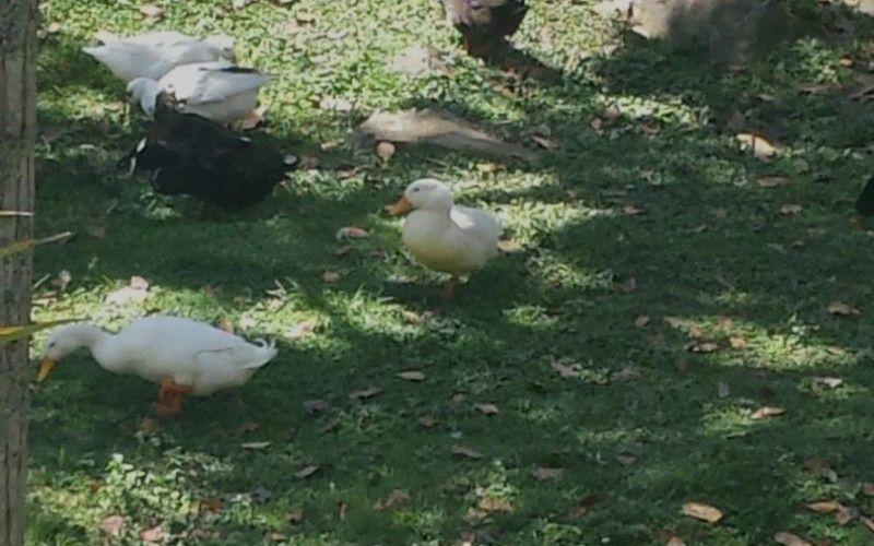 Finca Recreativa en Copacabana en Villa Roca